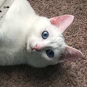 Meet your Posher, Janet